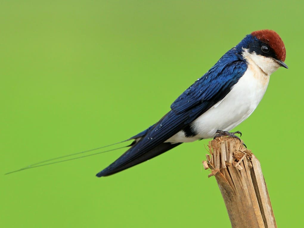 Wire-tailed Swallow